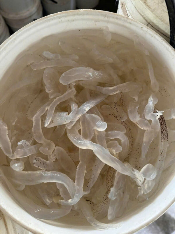 Sứa mặn thùng 12kg.jpg
